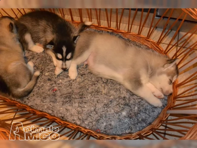 regalo siberian husky con pedigree