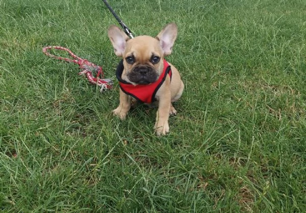 bouledogue francesi colore blue merlè occhi azzurr | Foto 1