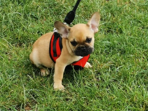 bouledogue francesi colore blue merlè occhi azzurr