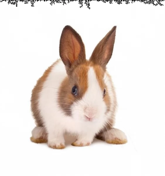 allevamento conigliomania, conigli nani, ariete, leone, € 25 pisa  | Foto 0