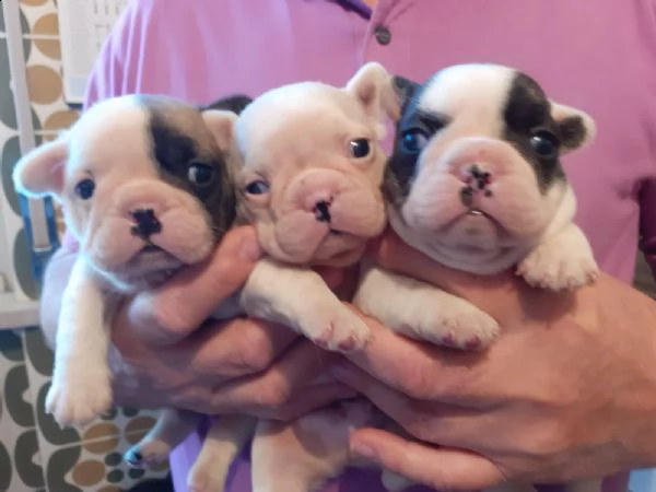 cuccioli di bouledogue francese  