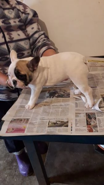 cuccioli di bouledogue francese  