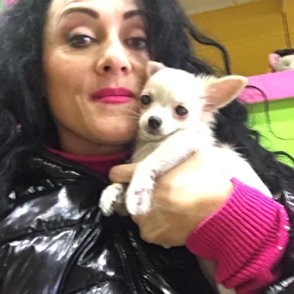 cuccioli di chihuahua con pedegree  piccoli dimensioni maschi e femmine con pedegree  | Foto 1