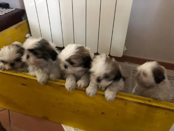 piccoli dimensioni maschi e femmine nati in famiglia