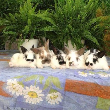 conigli nani  vendiamo cuccioli di conigli nani, arieti e testa di leone, di tutti i colori.  prezzo