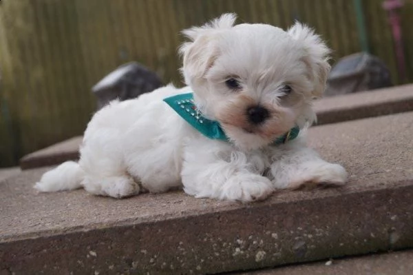  cuccioli di maltese | Foto 1