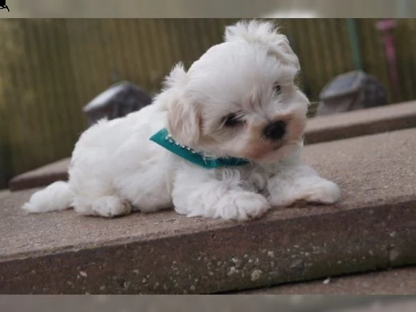  cuccioli di maltese | Foto 0