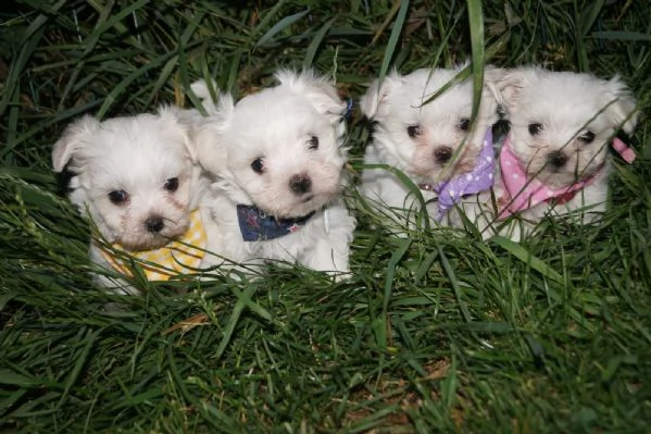  cuccioli di maltese