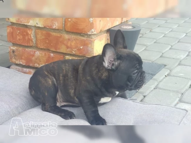 bellissime cuccioli di bulldog francese