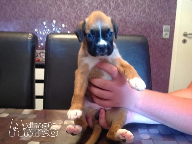 due splendide cucciolotte di boxer