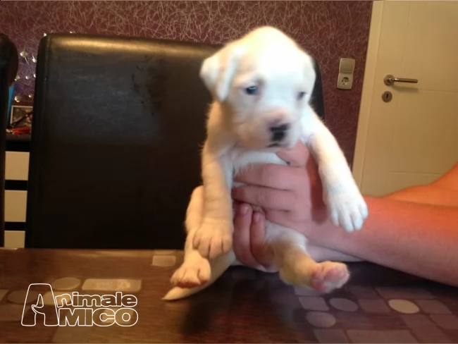 due splendide cucciolotte di boxer | Foto 0