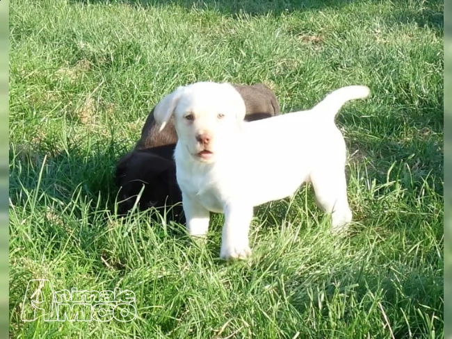 cuccioli di labrador retriever con pedigree.(2)