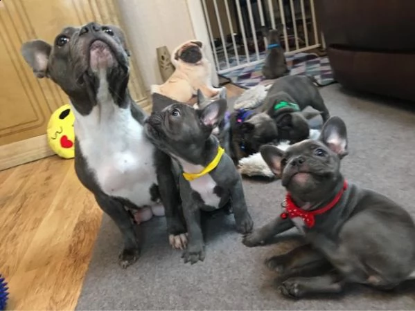 cucciolo adorabile del bulldog francese che guarda 4 nuova famiglia