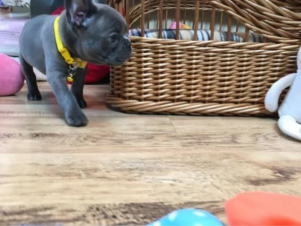 cucciolo adorabile del bulldog francese che guarda 4 nuova famiglia | Foto 5