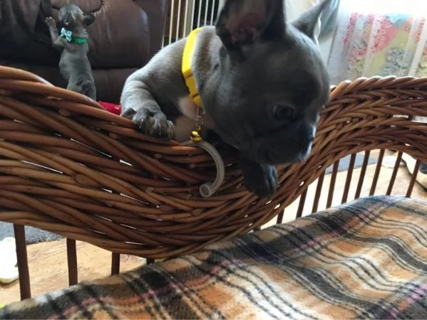 cucciolo adorabile del bulldog francese che guarda 4 nuova famiglia | Foto 4