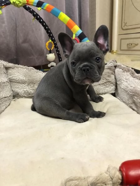 cucciolo adorabile del bulldog francese che guarda 4 nuova famiglia | Foto 3