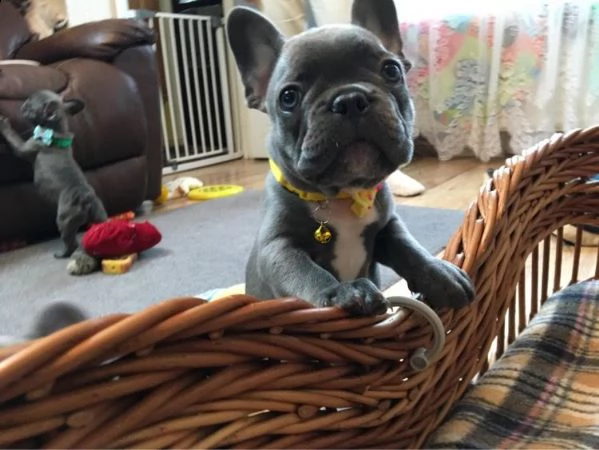 cucciolo adorabile del bulldog francese che guarda 4 nuova famiglia | Foto 2