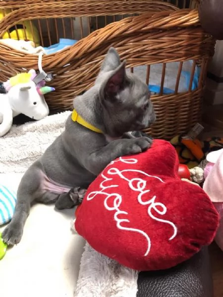 cucciolo adorabile del bulldog francese che guarda 4 nuova famiglia | Foto 1