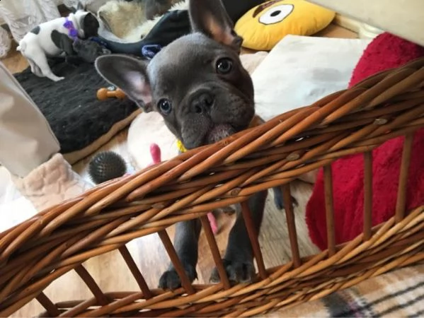 cucciolo adorabile del bulldog francese che guarda 4 nuova famiglia | Foto 0
