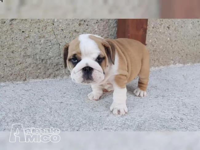 bella bulldog inglese cuccioli