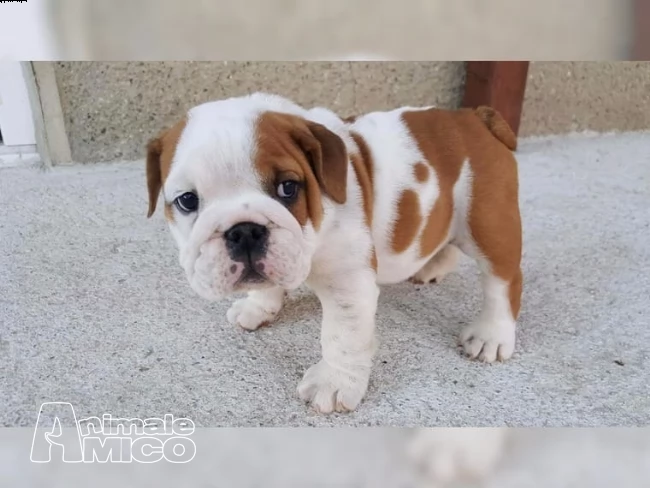 bella bulldog inglese cuccioli | Foto 0