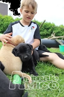 dolcissimi cuccioli di labrador retriever 