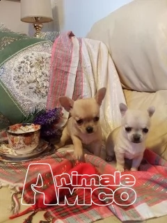 chihuahua bellissimi cuccioli privato vende 