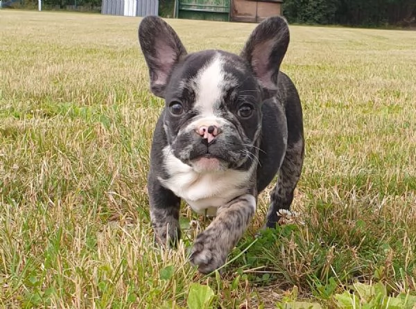 cuccioli bulldog francese - pedigree enci | Foto 1