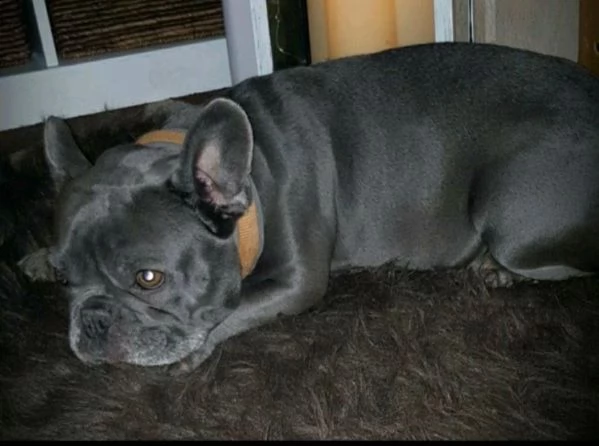 cuccioli bulldog francese - pedigree enci