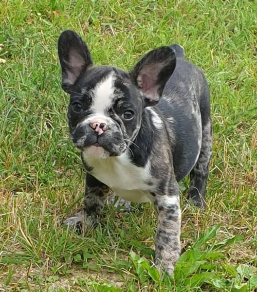 cuccioli bulldog francese - pedigree enci | Foto 0