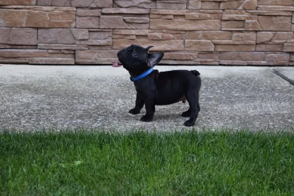 bouledogue -bulldog francese nero cuccioli | Foto 1