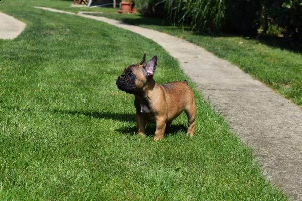 bouledogue -bulldog francese nero cuccioli | Foto 0
