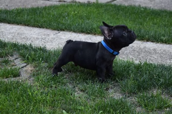 bulldog - bouledogue francese chocolate cuccioli