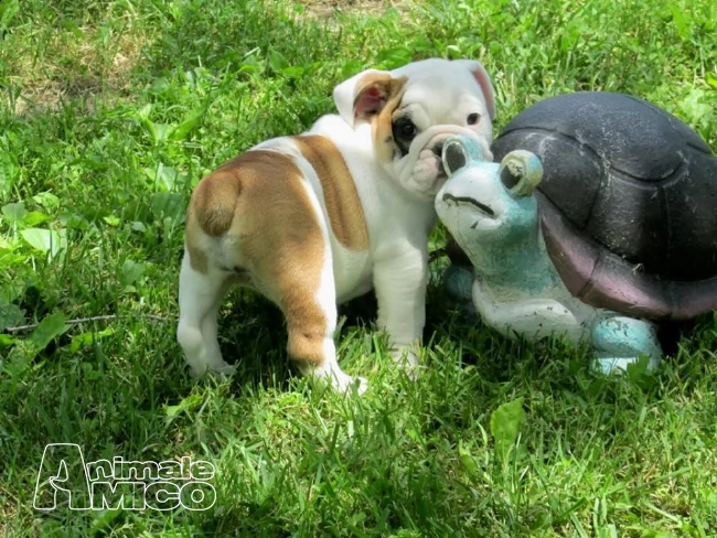bulldog inglese dolci cuccioli | Foto 0