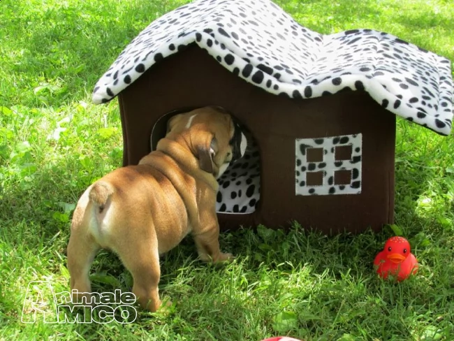 bulldog inglese dolci cuccioli