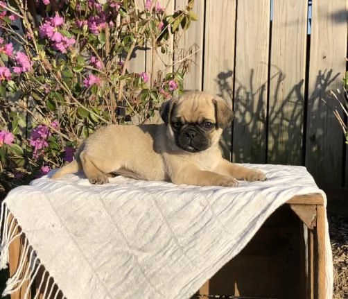 stupendi cuccioli di carlino