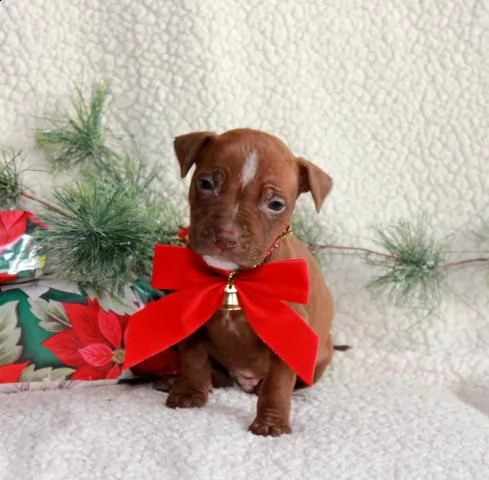 cucciola american pitbull terrier ukc red nose