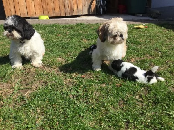meravigliosi cuccioli di shih tzu | Foto 0