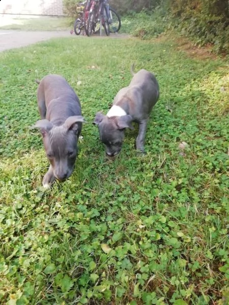 cuccioli blue american pitbull terrier 85 giorni n | Foto 4