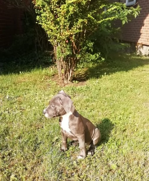 cuccioli blue american pitbull terrier 85 giorni n | Foto 3