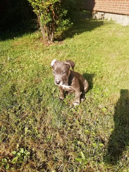 cuccioli blue american pitbull terrier 85 giorni n | Foto 2