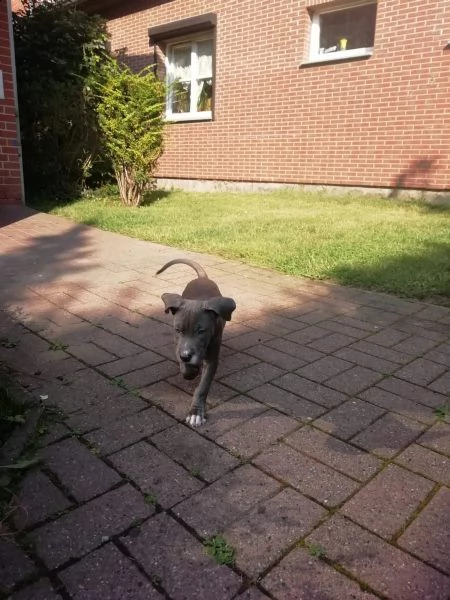 cuccioli blue american pitbull terrier 85 giorni n | Foto 0