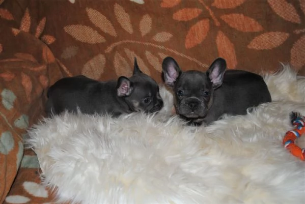 cuccioli bouledogue francese maschio e femmina blu | Foto 0
