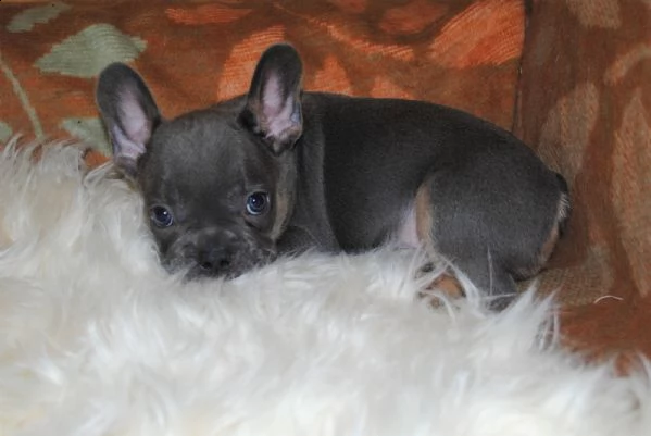 cuccioli bouledogue francese maschio e femmina blu