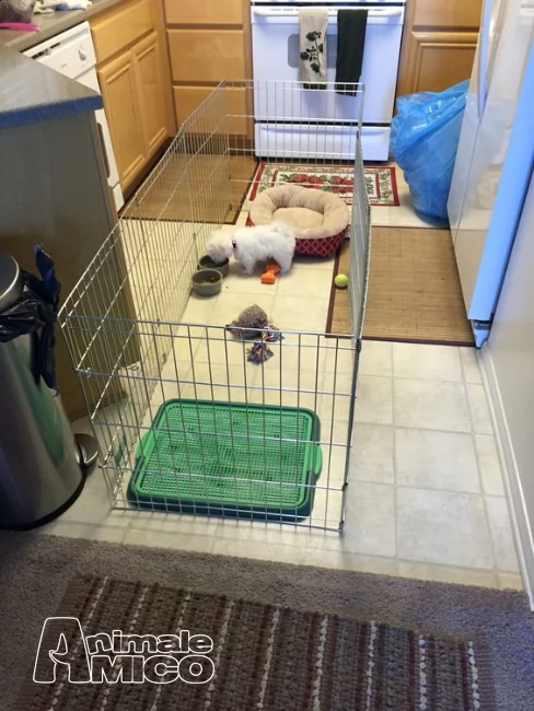 disponibili cuccioli maltesini