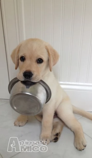labrador retriever cuccioli chocolate