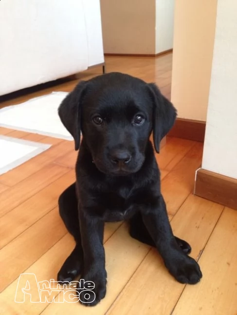 labrador retriever cuccioli chocolate | Foto 0