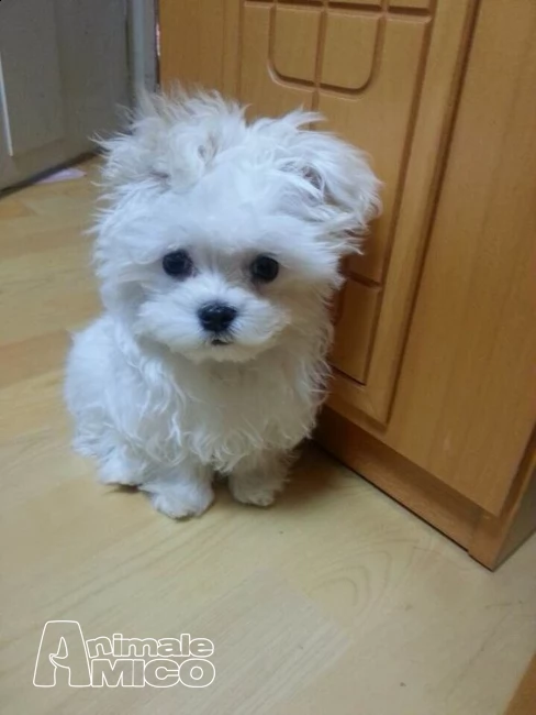 cuccioli maltese 