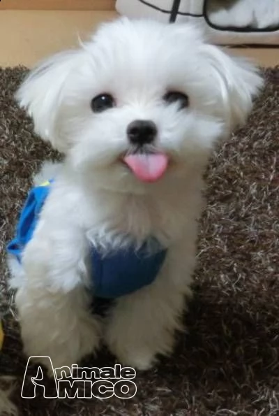 cuccioli maltese  | Foto 0