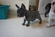 cuccioli di bouledogue francese | Foto 0